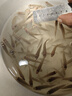 正宗鱸魚(yú)苗批發(fā)魚(yú)苗活體淡水養殖加州鱸魚(yú)苗10公分特大號兇猛大口黑鱸淡水魚(yú)苗 鱸魚(yú)苗6-8cm 100條（送10%左右） 曬單實(shí)拍圖