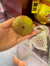 順豐 正宗特級云南格萊斯無(wú)花果當季新鮮現摘孕婦糖包子水果包郵5 2斤順豐帶箱 曬單實(shí)拍圖