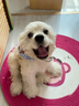 醫仕高化毛膏狗狗專(zhuān)用寵物去毛排毛犬用吐毛膏柴犬泰迪幼犬美毛營(yíng)養膏 【強效化毛】化毛膏+贈復合維生素B 曬單實(shí)拍圖