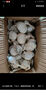 新鮮干蒜即食水果大蒜蔬菜小龍蝦生蠔調料蒜 新干大蒜750g含箱 曬單實(shí)拍圖