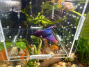 好養易活漂亮進(jìn)口寵物泰國斗魚(yú)活體觀(guān)賞魚(yú)淡水熱帶魚(yú)小型半月活魚(yú) 精品馬尾公1條 曬單實(shí)拍圖