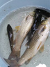 漁之源魚(yú)竿碳素鯽魚(yú)竿釣魚(yú)竿輕量手竿休閑野釣臺釣竿 小蜻蜓鯽魚(yú)竿 3.6m 曬單實(shí)拍圖