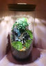 丘辰苔蘚微景觀(guān)生態(tài)瓶DIY辦公室內桌面綠植造景植物小盆栽擺件禮物 一路有你 曬單實(shí)拍圖