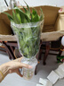 花行榜 觀(guān)音竹富貴竹水培植物花卉綠植 觀(guān)音竹+冬瓜玻璃瓶 2套源頭直發(fā) 曬單實(shí)拍圖