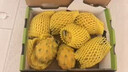 新鮮燕窩果罕見(jiàn)稀有海南麒麟果小果黃金火龍果甜孕婦水果順豐包郵 1斤實(shí)惠裝 普郵實(shí)惠 曬單實(shí)拍圖
