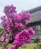 高桿紫荊花樹(shù)苗耐寒地栽花卉植物紫荊苗耐寒綠化苗南北方庭院種植 高桿紫荊2厘米粗 曬單實(shí)拍圖