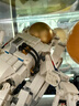 樂高（LEGO）積木拼裝31152 太空宇航員男孩女孩兒童玩具生日禮物 曬單實拍圖