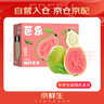 京鮮生 紅心珍珠芭樂 番石榴 凈重3斤 單果150g+ 生鮮水果中秋禮盒 曬單實(shí)拍圖