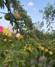 蜂糖李子樹(shù)苗南北方種植嫁接錢(qián)排三華李樹(shù)苗特大早晚熟當年結果樹(shù) 3公分粗【當年結果】 嫁接李子樹(shù)苗【品種備注】 曬單實(shí)拍圖