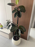 臨雅特級橡皮樹(shù)黑金剛大盆栽造型客廳室內大型綠植好養活落地四季植物 【旗艦款】雙飄枝橡皮樹(shù)1.6-1.7m+米白圓球盆 曬單實(shí)拍圖