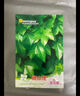 新品爬山虎種子四季常青三葉地錦四季種陽(yáng)臺庭院爬藤觀(guān)葉植物種子 綠爬山虎種子/包約40粒 一包 曬單實(shí)拍圖