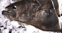 賣(mài)魚(yú)七郎深海鰈魚(yú) 格陵蘭比目魚(yú)蝶魚(yú) 鴉片魚(yú)頭鰈魚(yú)身生鮮魚(yú)類(lèi) 格陵蘭鰈魚(yú)頭 750g *4只 曬單實(shí)拍圖