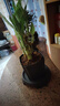 特價(jià)富貴荷花竹盆栽植物室內凈化空氣綠植辦公室桌面四季好養盆栽 荷花竹+節節高升盆+圓底座【1盆】 盆口直徑約8cm 曬單實(shí)拍圖