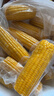 2025年?yáng)|北黃甜糯玉米棒真空包裝低脂黃糯大棒甜東北早餐黏苞米 黃糯玉米4支 150-200克 曬單實(shí)拍圖
