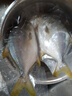 環(huán)球水產(chǎn)南海大規格金鯧魚(yú)550g1條 BAP認證 海魚(yú) 生鮮魚(yú)類(lèi) 火鍋 海鮮水產(chǎn) 曬單實(shí)拍圖