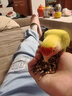 茨格曼鸚鵡飼料虎皮玄風(fēng)鳥食谷子畫眉鴿子牡丹文鳥 3罐裝約2.4kg 曬單實(shí)拍圖