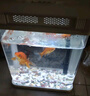 寵街坊小魚(yú)缸一體缸自循環(huán)水族箱桌面客廳小型送禮生態(tài)魚(yú)缸造景240 曬單實(shí)拍圖