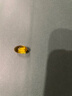 紐曼思（紐曼斯）Nemans海藻油DHA 孕婦和成人適用 60粒 原裝進(jìn)口 曬單實(shí)拍圖