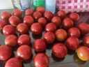 諸氏橙品【有機】西紅柿 虎眼番茄 沙瓣鐵皮西紅柿子新鮮時(shí)令孕婦水果整箱 【有機虎眼番茄】 1.5kg 風(fēng)味濃郁 曬單實(shí)拍圖