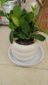 綠有意 綠植花卉辦公室客廳桌面盆栽擺件簡(jiǎn)約創(chuàng  )意網(wǎng)紅北歐綠植ins云朵盆 梔子花+甜甜圈PET樹(shù)脂盆+托盤(pán)+肥料 北歐風(fēng)格網(wǎng)紅綠植 曬單實(shí)拍圖