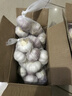 大蒜頭出口品質(zhì)網(wǎng)兜紫蒜蔬菜調料新鮮大果燒烤火鍋食材 【精品網(wǎng)兜裝】5頭裝 0.37g 曬單實(shí)拍圖