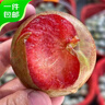 京鮮生新疆恐龍蛋李子 3斤禮盒裝 單果70g+ 新鮮水果 源頭直發(fā)包郵 曬單實(shí)拍圖