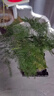 佰花錦文竹桌面盆栽新中式綠植辦公室客廳盆景茶臺臥室好養綠植花卉植物 【送方底座】文竹+pvc舍得盆+黑沙石鋪面 20-30cm 曬單實(shí)拍圖