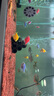 天使魚(yú)活體群游魚(yú)觀(guān)賞魚(yú)淡水斑馬魚(yú)孔雀魚(yú)七彩色金魚(yú)好養新手魚(yú) 20條6色隨機3.2-4.5厘米 曬單實(shí)拍圖