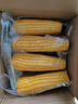 佳農 內蒙黃糯玉米棒8袋*220g 軟糯香甜 真空鎖鮮 源頭直發(fā) 禮盒包郵 曬單實(shí)拍圖