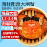 【活蟹】湖鮮陽(yáng)澄 大閘蟹 去繩足重 3.3-3.6兩 8只 鮮活六月黃現貨超大螃蟹生鮮禮盒裝 曬單實(shí)拍圖