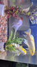 颯望德國魚(yú)鹽凈水殺菌粗鹽觀(guān)賞魚(yú)專(zhuān)用錦鯉水族魚(yú)缸硝化菌消毒萬(wàn)能水劑 五斤【桶裝】錦鯉冷水魚(yú)【藍色殺菌鹽】 曬單實(shí)拍圖