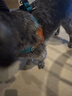 DidogPet狗狗牽引繩狗胸背小型犬比熊胸背帶中型犬柯基法斗背心式遛狗繩子 淺藍+1.5米牽引繩 M-中型：建議體重20-32斤 曬單實(shí)拍圖