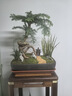 瀚林怡景（HANLINYIJING）澳洲杉不老松盆景樹(shù)樁造型植物室內客廳辦公室盆栽陽(yáng)臺綠植南洋杉 澳洲杉-紫砂四方盆 曬單實(shí)拍圖
