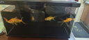 當貝智能生態(tài)魚(yú)缸1Ultra 一體缸自循環(huán)雙過(guò)濾AI托養懶人家用桌面魚(yú)缸 曬單實(shí)拍圖