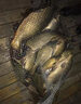 民間藝人磨砂漂身魚(yú)漂野釣輕口鯽魚(yú)鯉魚(yú)浮漂高靈敏醒目加粗鰱鳙大物漂 MX17漂長(cháng)49CM吃鉛4.6克 曬單實(shí)拍圖