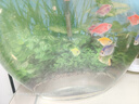 天使魚(yú)活體群游魚(yú)觀(guān)賞魚(yú)淡水斑馬魚(yú)孔雀魚(yú)七彩色金魚(yú)好養新手魚(yú) 10條5色大號4-5厘米 曬單實(shí)拍圖