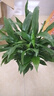 白掌一帆風(fēng)順盆栽植物室內花卉綠植水養四季開(kāi)花新手好養活 白掌1盆帶繁星盆 曬單實(shí)拍圖