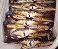 舟山梭子蟹鮮活特大野生大螃蟹新鮮冷凍海鮮水產(chǎn)海蟹飛蟹白蟹順豐 7-9兩/只【5斤凈重 特大肥壯】 曬單實(shí)拍圖