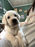 愛(ài)的抱抱純種拉布拉多幼犬大骨架高智商黑拉拉幼崽大型犬導盲犬活體寵物狗 血統級 拉布拉多 公 曬單實(shí)拍圖