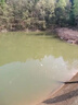 四川特大正宗無(wú)刺加州鱸魚(yú)苗淡水魚(yú)苗養殖路亞苗大口黑鱸魚(yú)苗食用 2-3厘米無(wú)刺鱸魚(yú)苗 20條 曬單實(shí)拍圖