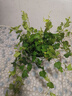 常春藤盆栽室內垂吊植物好養水培綠植凈化空氣除甲醛四季常青長(cháng)青 1盆青葉常春藤(長(cháng) 50 厘米左右)配半圓壁盆 曬單實(shí)拍圖