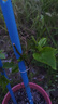 瑯闕欽蜜9號黃金百香果樹(shù)果苗庭院地栽南北方種植2棵40-50cm源頭直發(fā) 曬單實(shí)拍圖