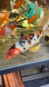 錦鯉活魚(yú)觀(guān)賞魚(yú)活體淡水冷水魚(yú)純種黃金紅白三色錦鯉魚(yú)金魚(yú)招財魚(yú) 20-25cm 三陽(yáng)開(kāi)泰(紅白+三色+黃 曬單實(shí)拍圖