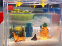 海星寵物飼養套裝桌面造景觀(guān)賞解壓迷你寵物海星海底生物兒童禮物 [比奇堡套餐]派大星兩只(大缸） 曬單實(shí)拍圖