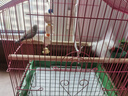 愛鸚閣 墨魚骨風鈴鸚鵡磨牙嘴啃咬玩具用品鸚鵡鳥籠暖窩牽引繩放飛腳鏈 3塊墨魚骨風鈴 曬單實拍圖