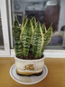 紅掌盆栽綠植室內天堂鳥(niǎo)植物白掌花卉好養除甲醛四季開(kāi)花凈化空氣 精品金邊虎皮蘭30-40cm招財進(jìn)寶米瓷盆 曬單實(shí)拍圖