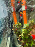 JCZS德國品牌魚缸加熱棒自動恒溫變頻數(shù)顯省電龍魚缸加溫棒海缸加熱器 【新款真變頻】離水?dāng)嚯?0W 曬單實拍圖