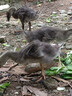 潮汕正宗獅頭鵝苗純種一2斤特大種汕頭澄海獅頭鵝苗活體成年幼苗 買(mǎi)3送1發(fā)4只(每只1斤左右) 曬單實(shí)拍圖
