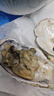 鮮京采 鮮活生蠔4XL 凈重5斤 10-13只 鮮活到家 生鮮海鮮 源頭直發(fā) 曬單實(shí)拍圖