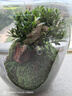 生命之樹(shù)苔蘚微景觀(guān)桌面生態(tài)瓶免打理辦公室盆栽真植物耐養禮物 紫檀（成品種好） 曬單實(shí)拍圖